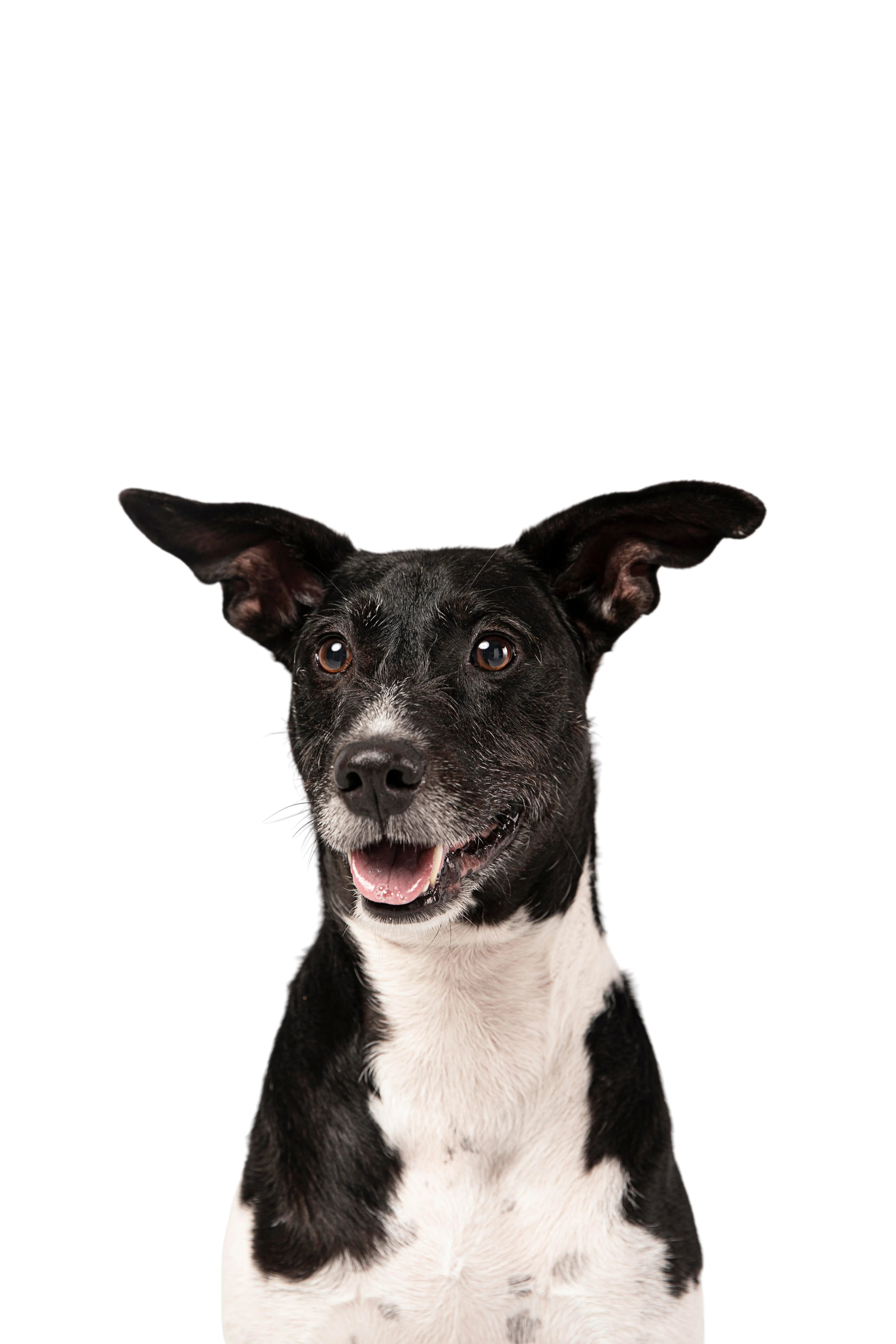 Pet photo